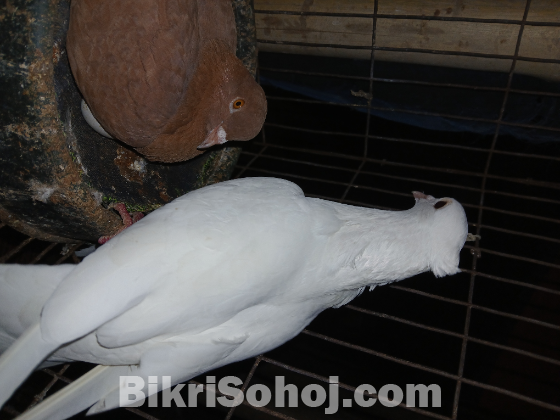 গিরিবাজ কবুতর বিক্র হবে।